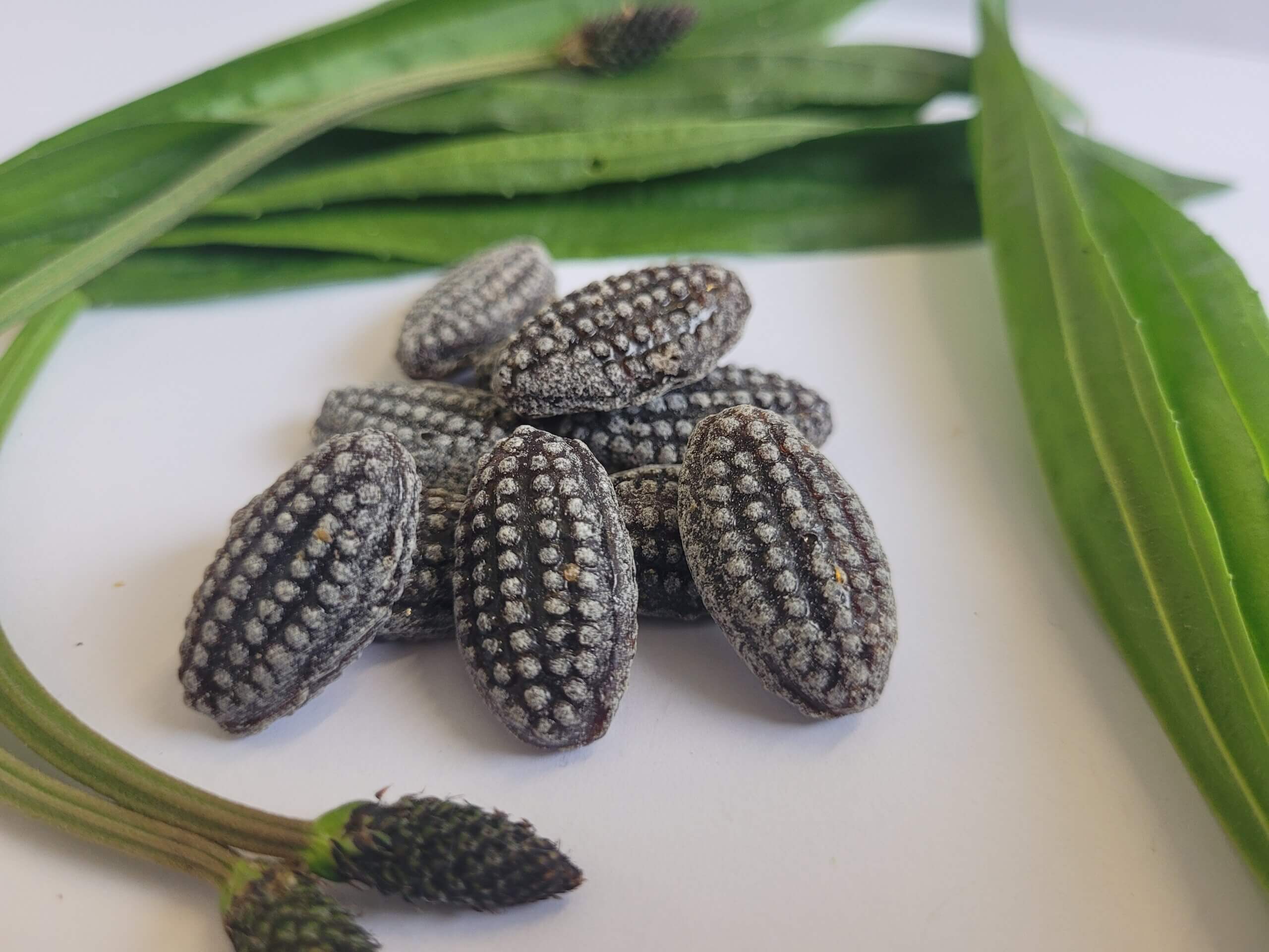 Spitzwegerich Detail